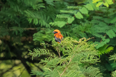 Euplectes hordeaceus