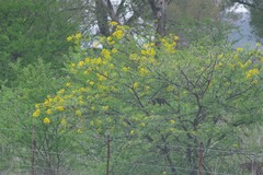 Vachellia karroo