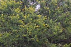 Vachellia karroo