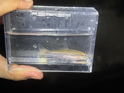 Yellowfin shiner (Notropis lutipinnis) — Cyprinidae