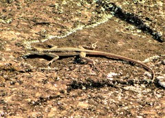 Tropidurus semitaeniatus