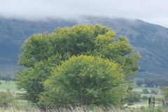 Vachellia karroo