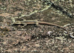 Tropidurus semitaeniatus