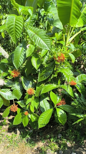 Isertia haenkeana, photograph 2