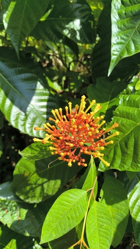 Isertia haenkeana, photograph 3
