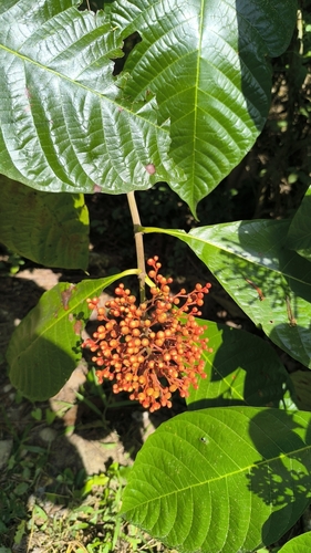 Isertia haenkeana, photograph 4