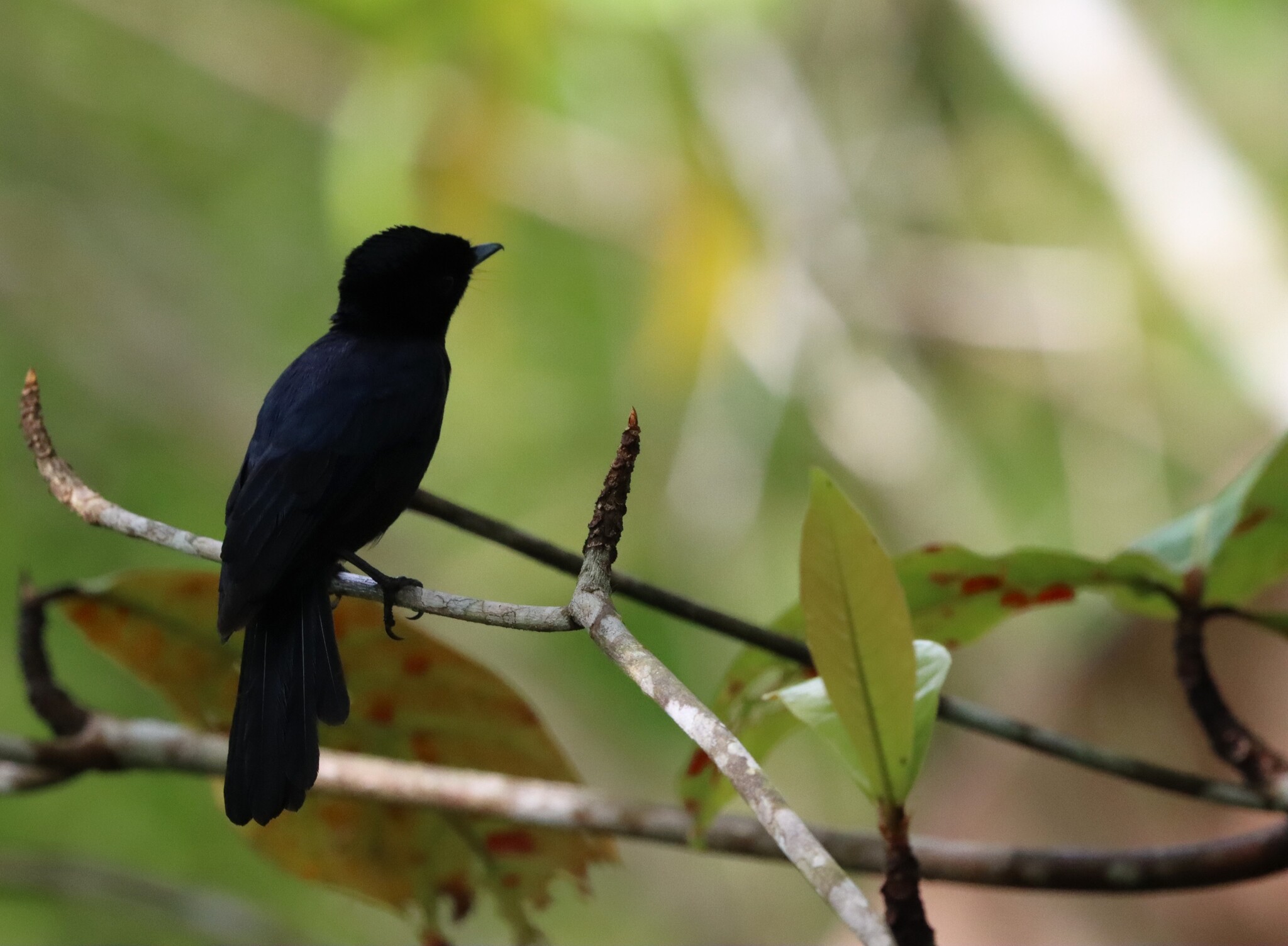 Shining Flycatcher (Myiagra alecto), photo 1
