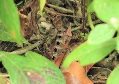 Enyalius catenatus
