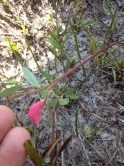 Tephrosia florida