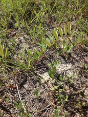Tephrosia florida