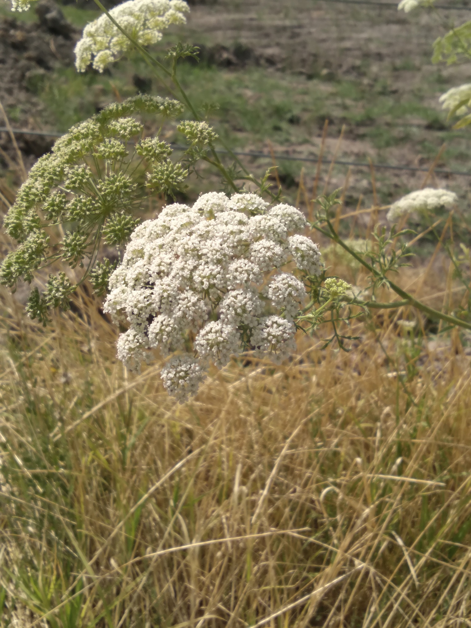 Imagem de Bisnaguinha-do-campo