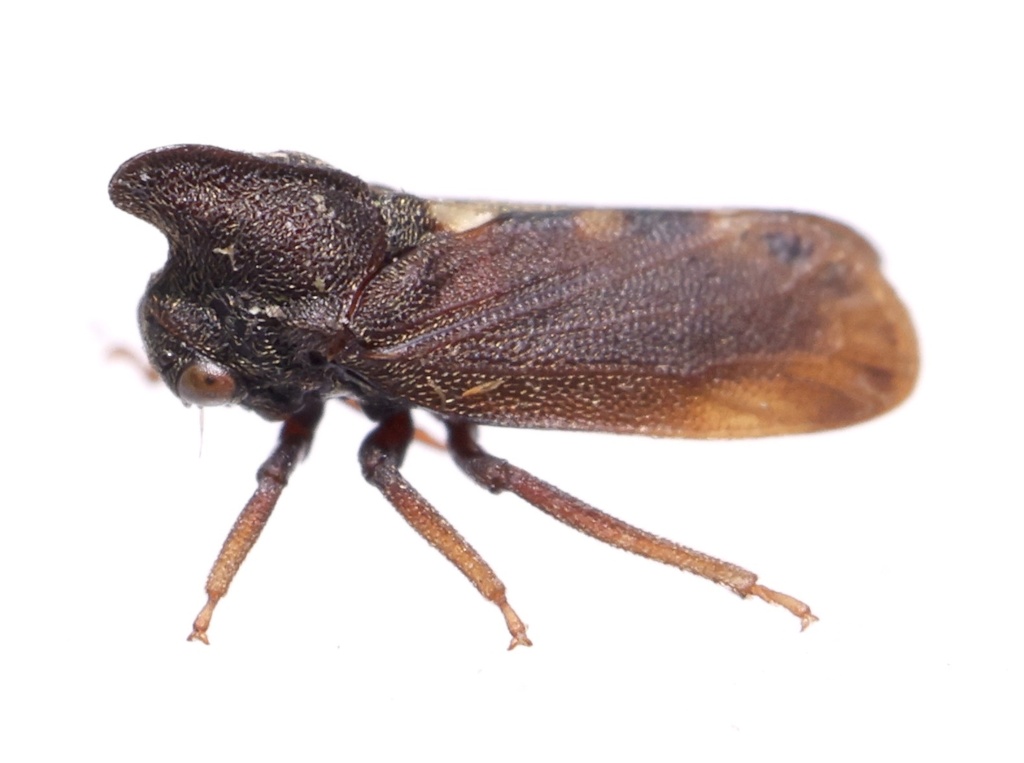 Endoiastinae