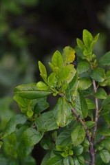 Rhamnus prinoides