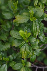 Rhamnus prinoides