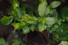Rhamnus prinoides
