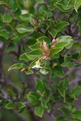 Diospyros scabrida