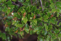 Diospyros scabrida