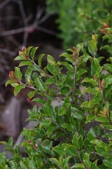 Diospyros scabrida