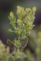 Osyris lanceolata
