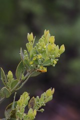 Osyris lanceolata
