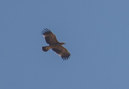 Imperial Eagle