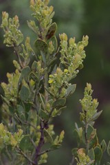Osyris lanceolata