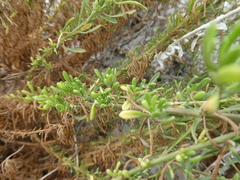 Nidorella foetida
