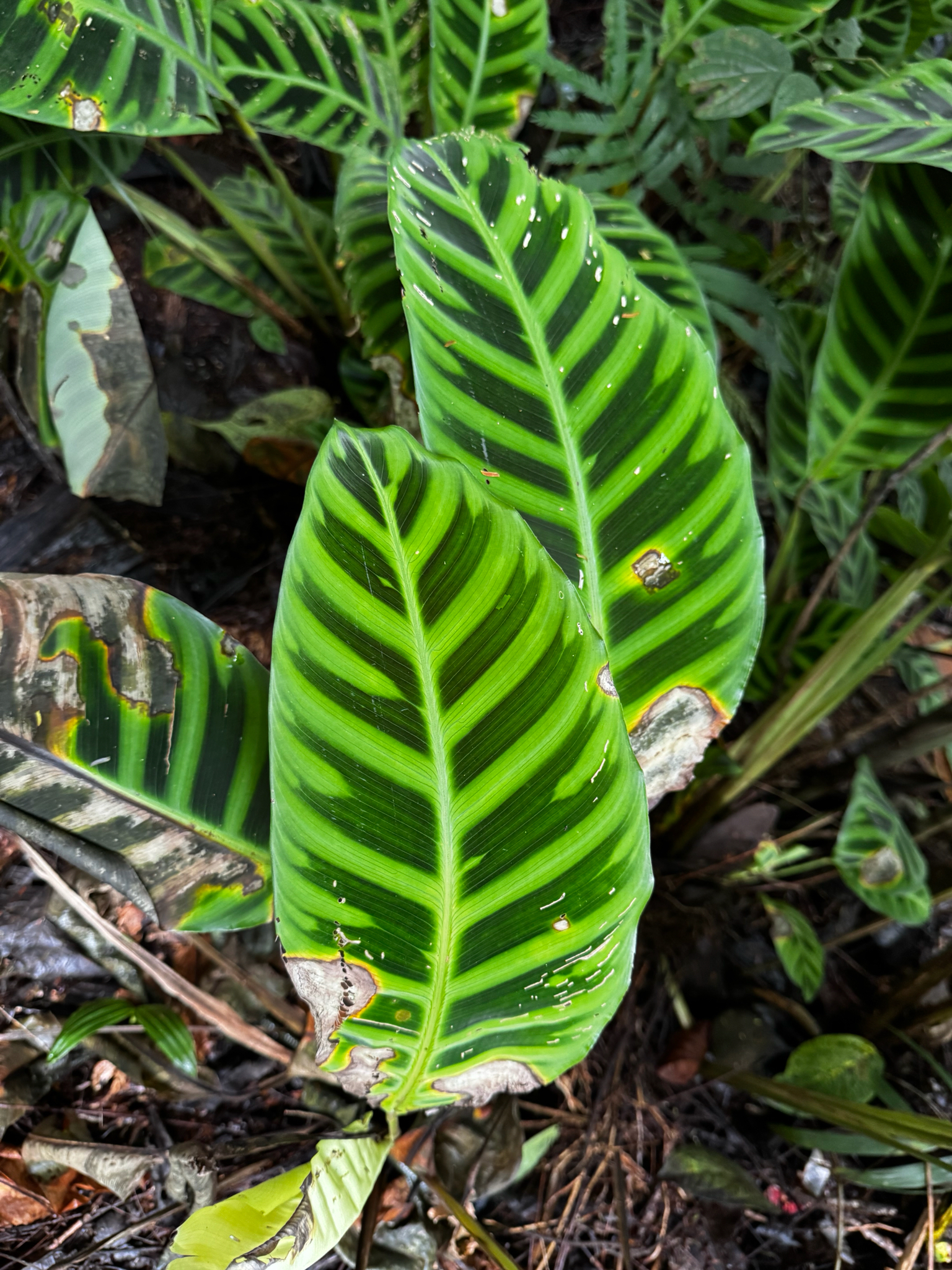 Imagem de Maranta, Sassará