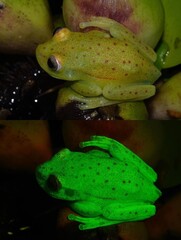 Polka-Dot Treefrog photo 5