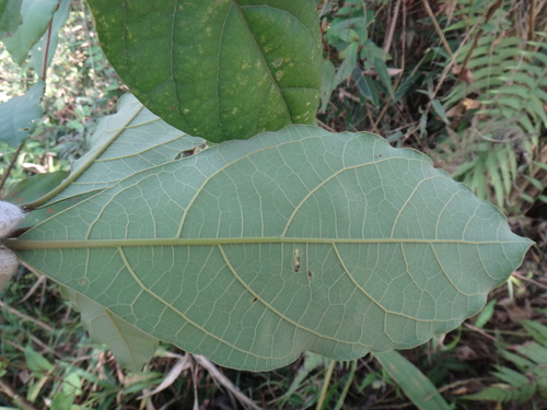 Litsea akoensis, photograph 3