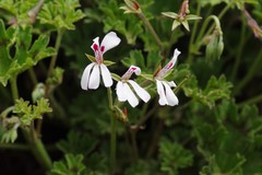 Pelargonium ranunculophyllum