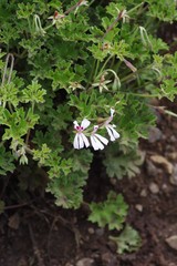 Pelargonium ranunculophyllum