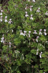 Ciconium