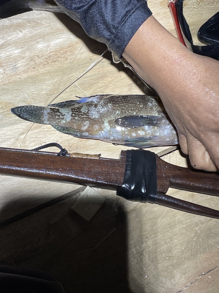 Grouper (Epinephelus ongus) — Serranidae