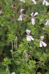 Ciconium