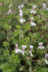 Ciconium