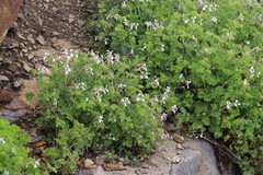 Ciconium