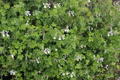 Ciconium