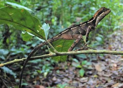 Enyalius catenatus