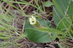 Gerbera piloselloides