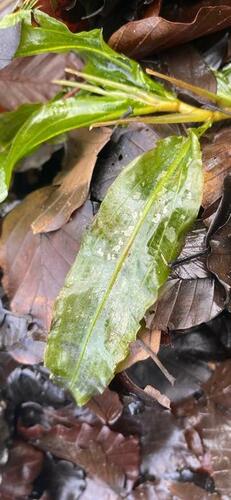 Northern Pondweed (Potamogeton alpinus)