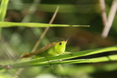Conocephalus longipes