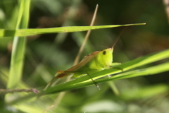 Conocephalus longipes