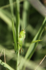 Conocephalus longipes