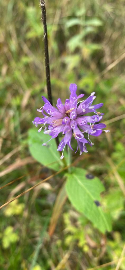 Wood Scabious (Knautia dipsacifolia)