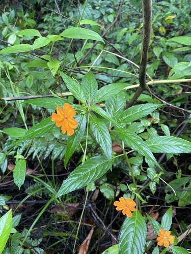 Impatiens platypetala