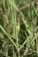 Conocephalus longipes