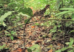 Enyalius catenatus