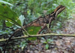 Enyalius catenatus