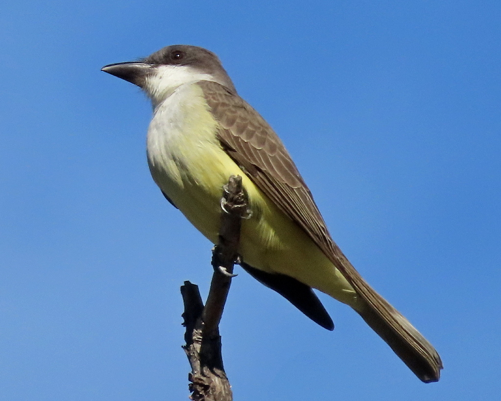 Kingbirds